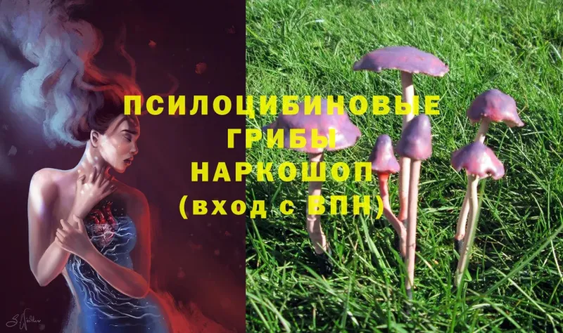 Псилоцибиновые грибы MAGIC MUSHROOMS  shop какой сайт  Дубна 